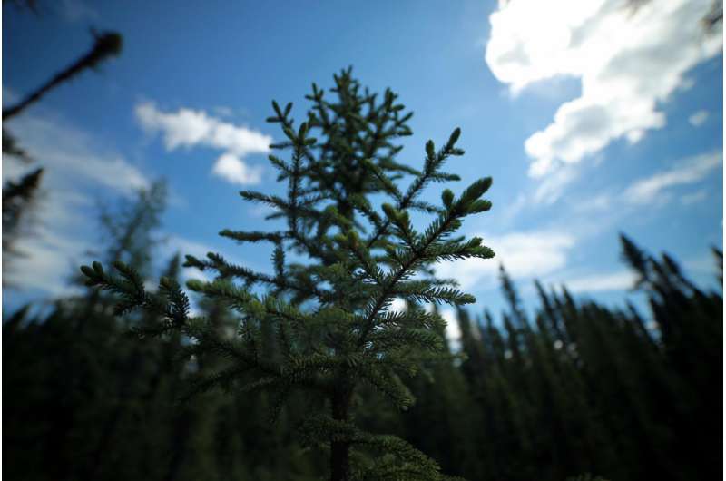 Canadian forests a refuge as warming creeps north