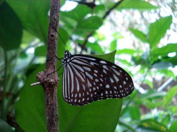 Can butterflies cope with city life? Butterfly diversity in Kuala Lumpur parks