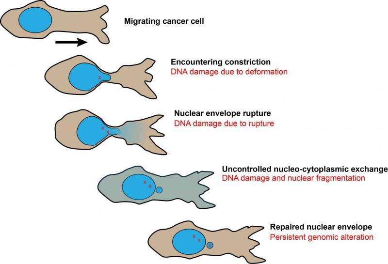 Cancer cells show resilient nuclear rupture repair, but expose weakness in doing so