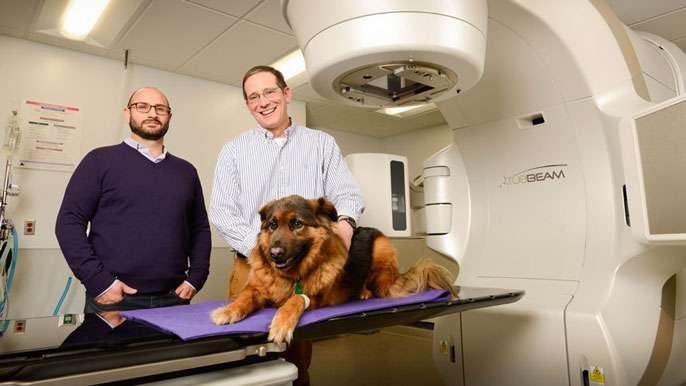 Cancer therapies for dogs may speed up treatments for humans