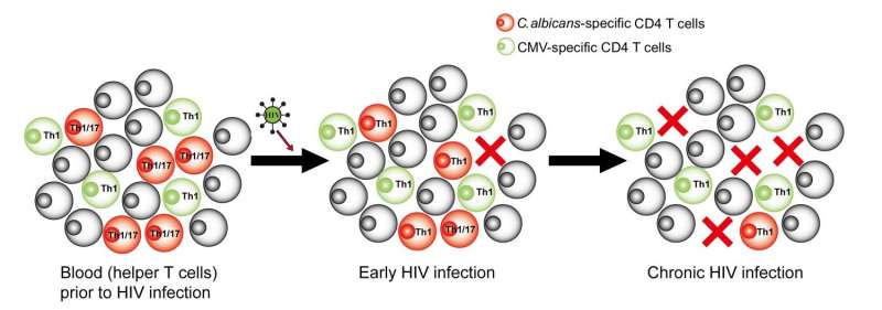 Candida-specific helper T cells are preferential and early targets of HIV