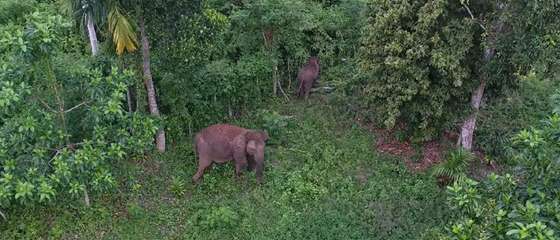 Can drone technology save the Sumatran elephant?