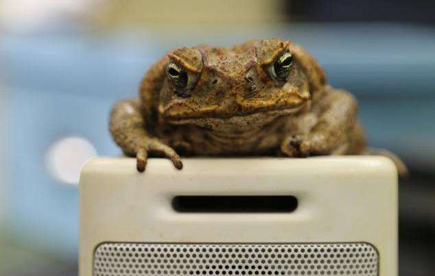 Cane toads make long-distance calls for love