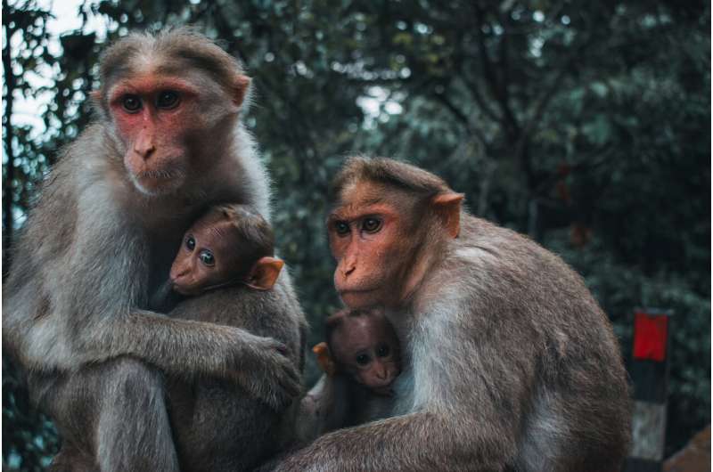 Can monkeys have autism? The answer could help us understand what causes the condition