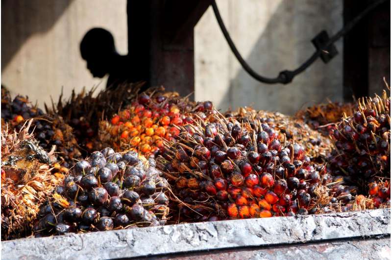 Can palm oil be sustainable?