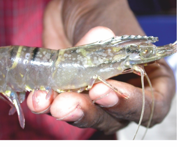 Can the environment help control disease in Asian aquaculture?