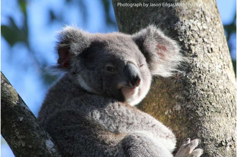 Can you teach koalas new tricks?