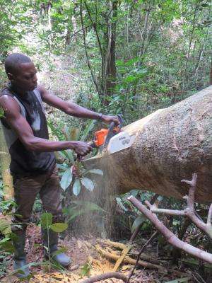 Carbon emissions from logging debris in Africa may be vastly underestimated