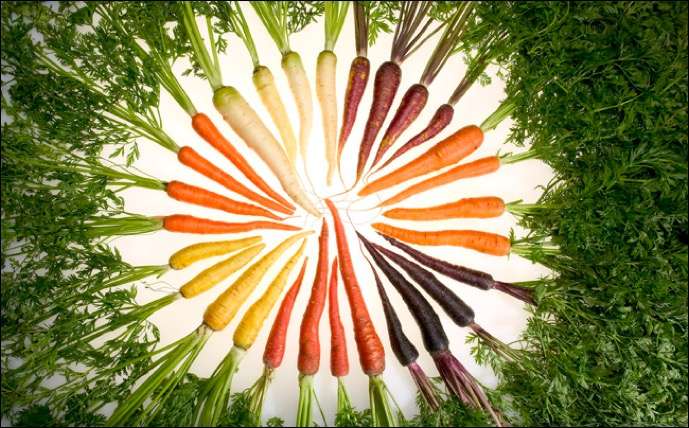 Carrot genome paints picture of domestication, could help improve crops