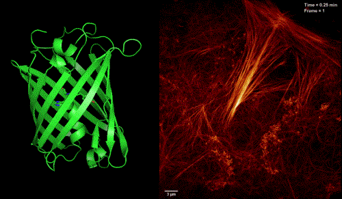 CAS researchers and Nobel Laureate develop new monomer fluorescent protein for SR imaging