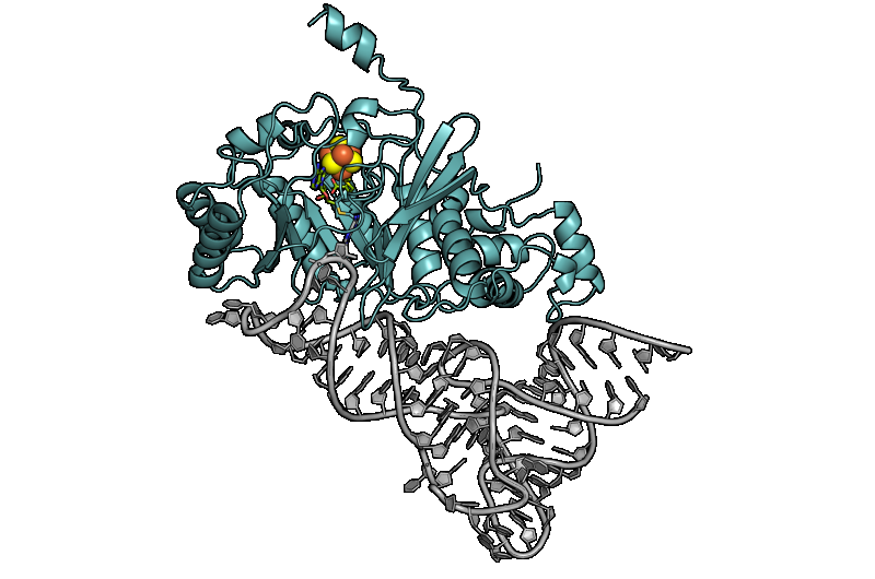 Caught in the act: 3-D structure of an RNA-modifying protein determined in action