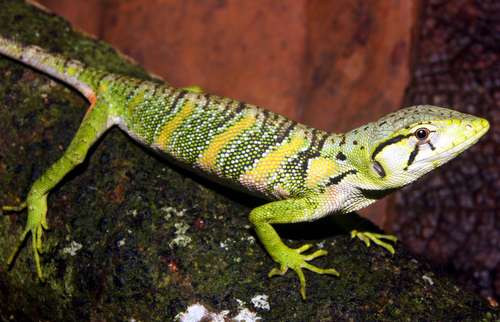 CCNY research gleans climate change insight from lizard genome