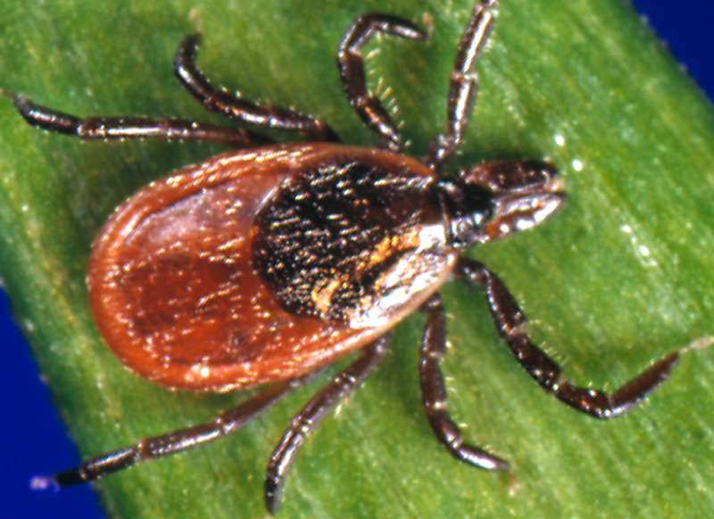 CDC scientists review methods to prevent bites and suppress ticks that transmit Lyme disease