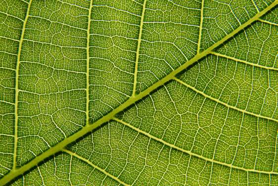 Cells work tightly together to form the water-conducting vascular tissue of plants