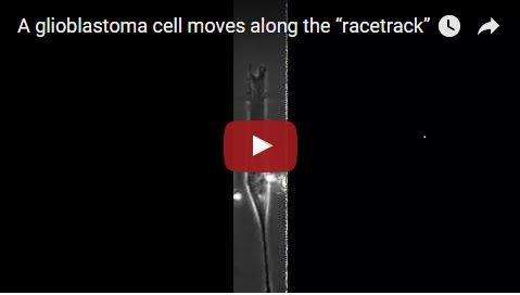 Cellular 'racetrack' accurately clocks brain cancer cell movement