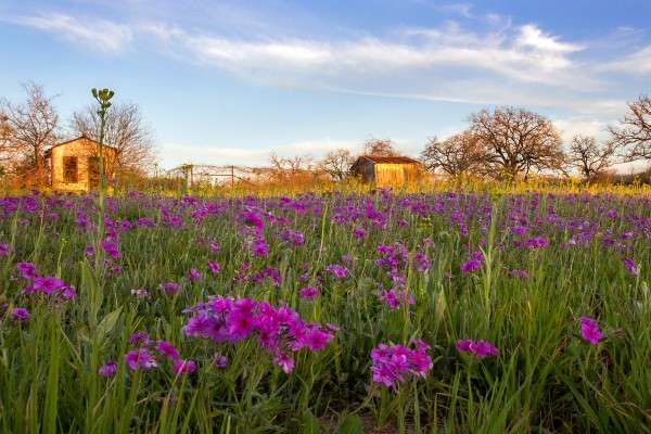 Changeable Weather Could Help, Hurt Texas Wildflower Displays