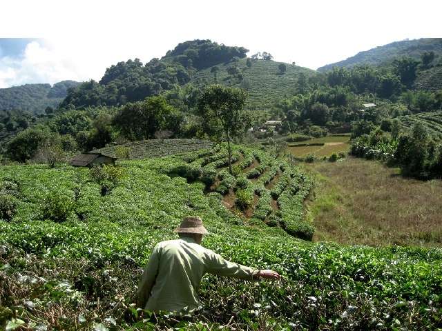 Changing monsoon patterns, more rain contribute to lower tea yield in Chinese provinces