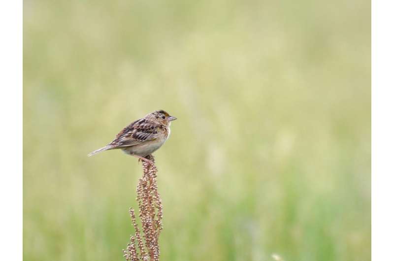 Changing weather patterns threaten grassland sparrows