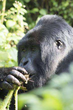 Chewed plants help detect viruses in wild mountain gorillas and monkeys