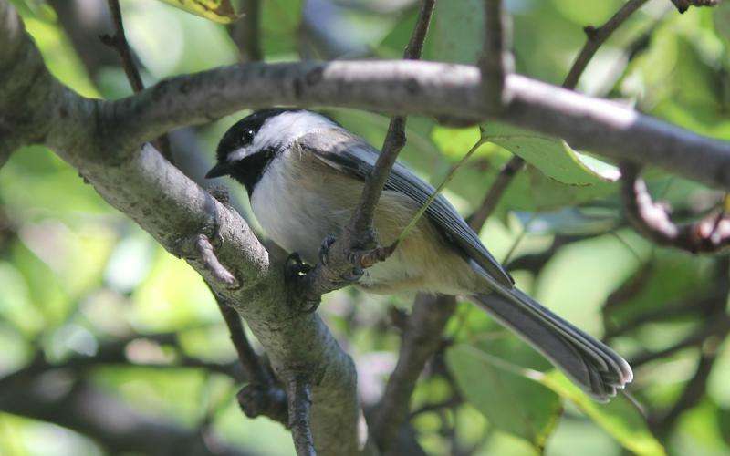 Chickadees perceive acoustic differences based on geography and sex