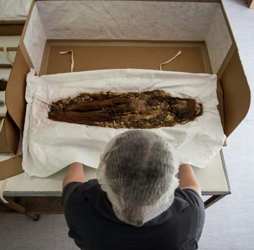 Chilean anthropologist Veronica Silva shows one of the mummies from the ancient Chinchorro culture at the National Museum of Nat