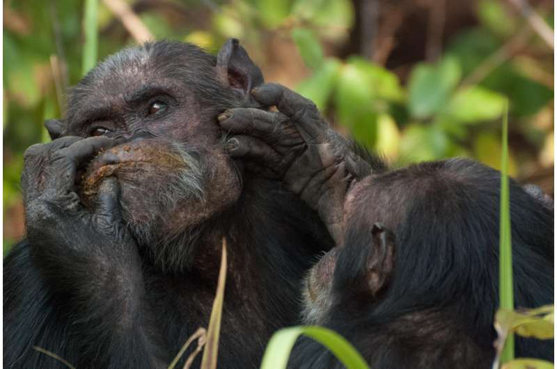 Chimpanzee males court friends in high places