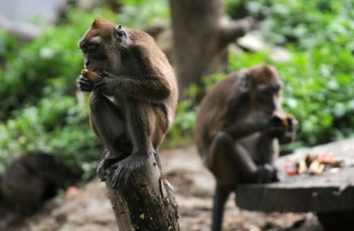 Chinese scienties used macaques to study autism