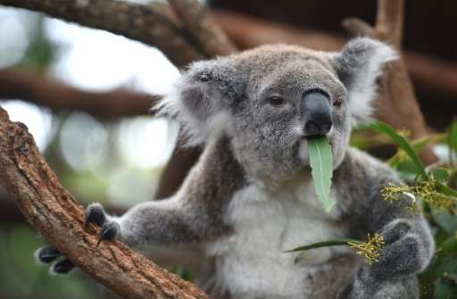 Chlamydia has been in koala populations for some time and can cause blindness, infertility and death