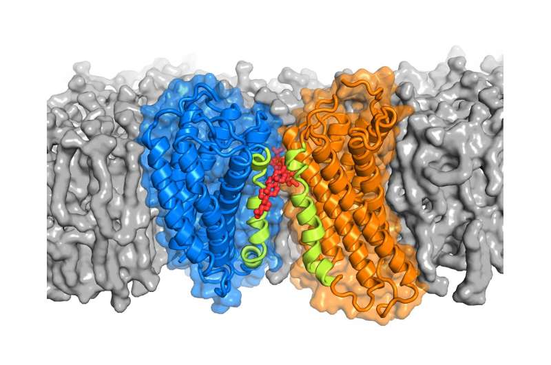 Cholesterol may help proteins pair up to transmit signals across cell membranes