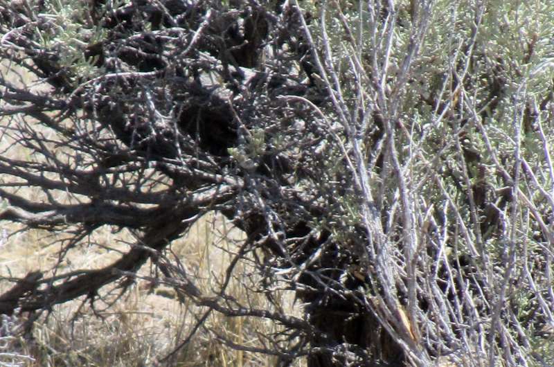 Choosy sage-grouse select nest sites to maximize their success