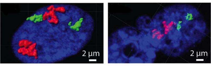 Chromosomes reconfigure as cell division ends