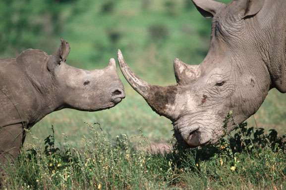 CITES calls for urgent action to maintain pressure on illegal ivory and rhino horn trade