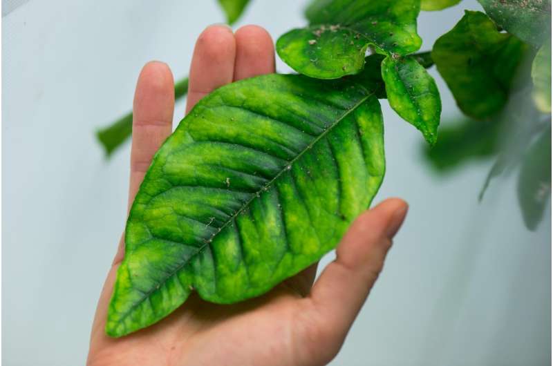 Citrus greening disease pathogen has gut-wrenching effect on insect vector