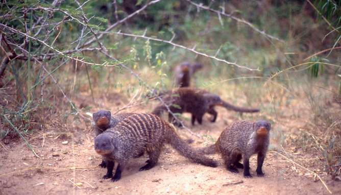 Civil war among the mongooses—and why it's all about sexual success