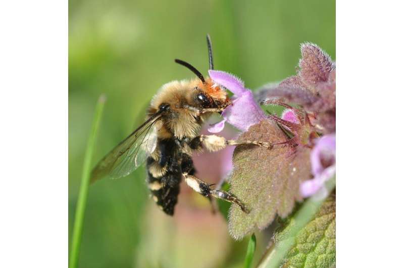 Claims that declines of pollinator species richness are slowing down in Europe revisited