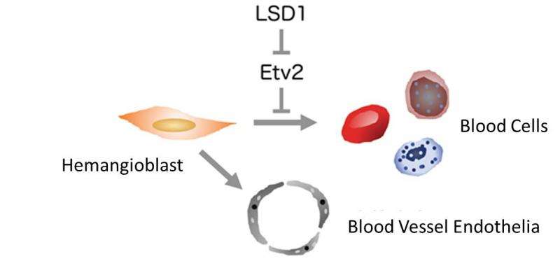 Clarifying the mechanism for making blood cells