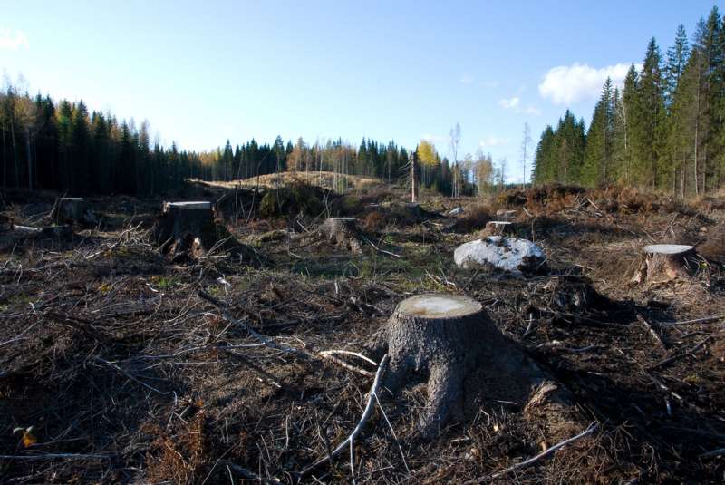 Clear-cutting destabilizes carbon in forest soils, Dartmouth study finds