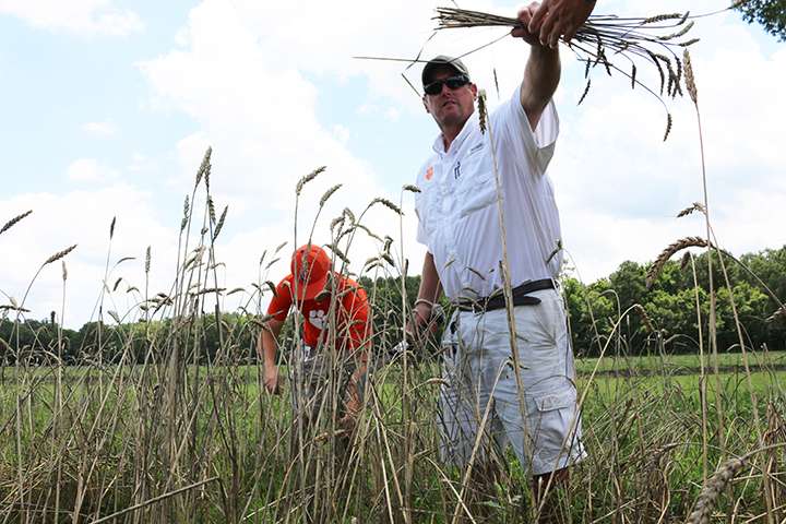 Clemson's first harvest of ancient Southern wheat exceeds expectations