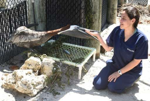 Clinic worker Carla Zepeda plays with one of the permanently injured pelicans in a rehabilitation pen at the Pelican Harbor Seab