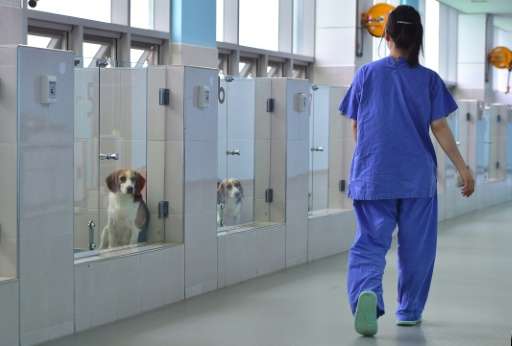 Cloned dogs at a care room of the Sooam Biotech Research Foundation in Seoul