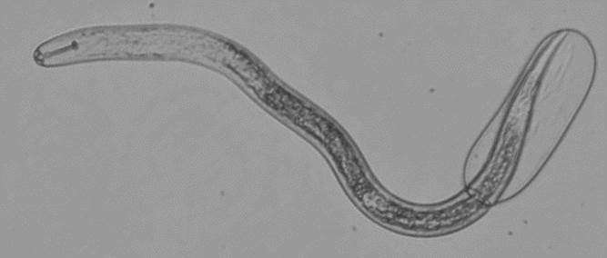 Closer look reveals nematode nervous systems differ