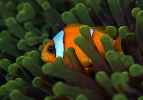 Clownfish adapt for population survival
