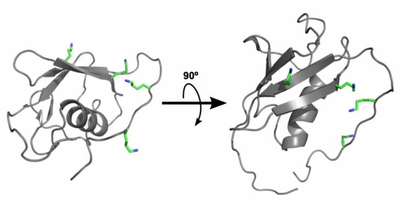 CNIO scientists have discovered a code of signals that regulates genome duplication