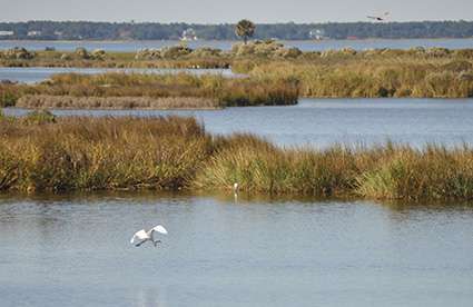 Coastal wetlands save hundreds of millions of dollars in flood damages during hurricanes