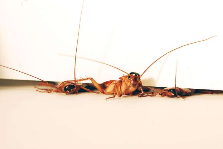 Cockroach inspires robot that squeezes through cracks