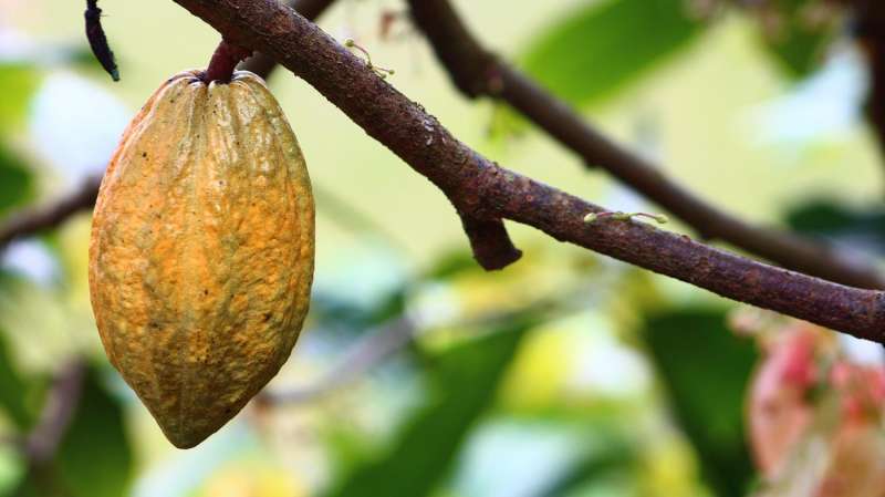 Cocoa compound linked to some cardiovascular biomarker improvements