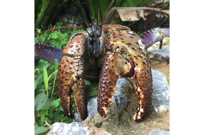 Coconut crab claws pinch with the strongest force of any crustacean