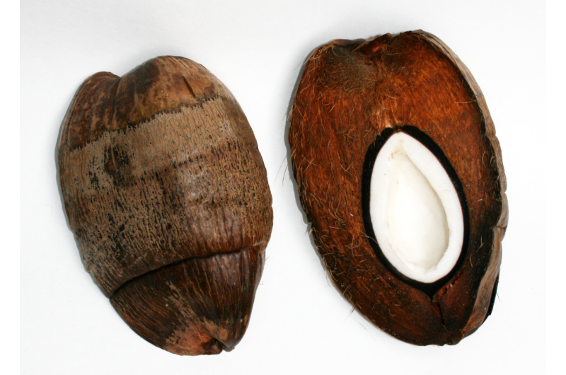 Coconuts could inspire new designs for earth-quake proof buildings