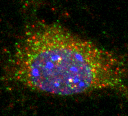 Co-expression of alternative gene products helps neurons take shape