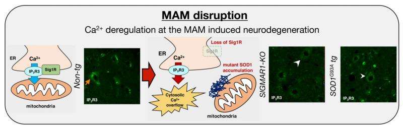 Collapse of mitochondria-associated membrane in ALS
